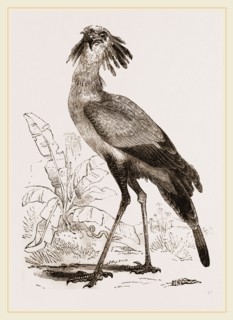 Secretary-bird