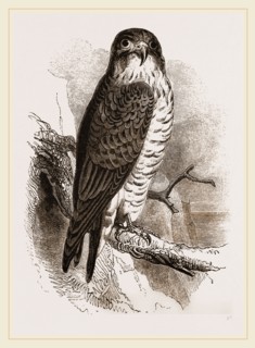 Peregrine Falcon