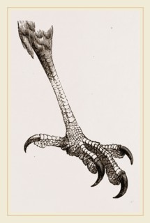 Foot of Brazilian Eagle