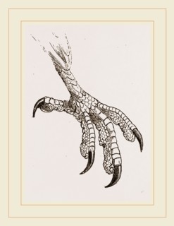 Foot of Cayenne Cymindis