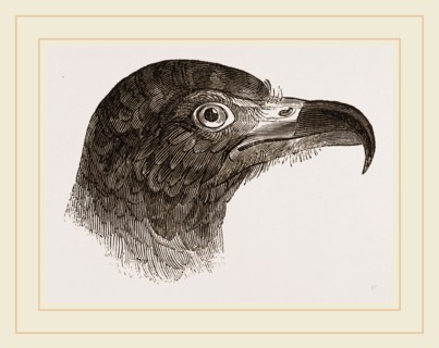 Head of Hook-billed Cymindis