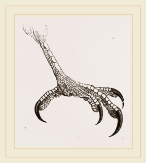 Foot of Hook-billed Cymindis
