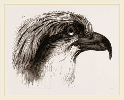 Head  of Osprey