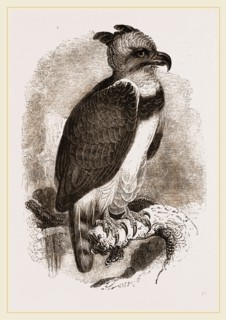 Harpy Eagle