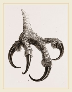 Foot of Osprey