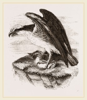 Osprey