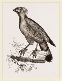 Barred Haematornis
