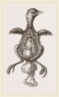 Chick showing absorption of yolk