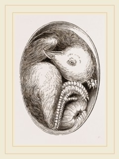 Chick on Twentieth Day