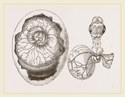 Egg and Chick on Fifth Day