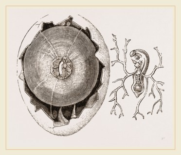 Egg and Chick at Thirty-six Hours