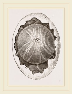 Egg and Germ at Twelve Hours after Incubation