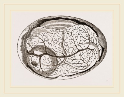 Egg and Chick at Thirty-six Hours