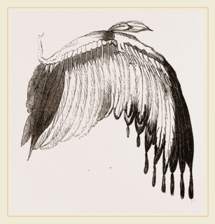 Wing of Chinese Jacana