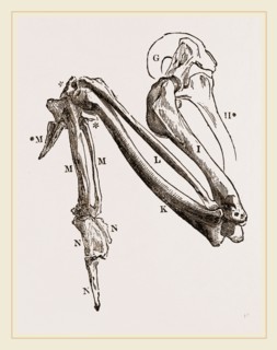 Bones of Hawk's Wing