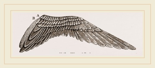 Wing of Curlew