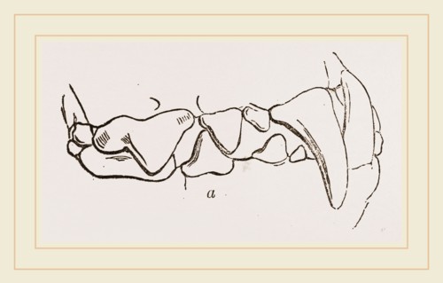 Teeth of Polecat