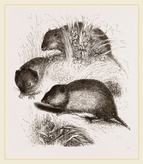 Short tailed Field Mice