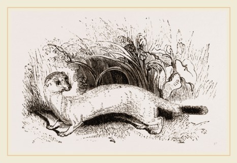 Ermine: Winter dress
