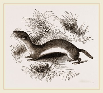 Weasel