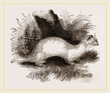 Ferret
