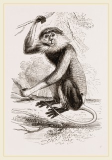 Cochin-China Monkey