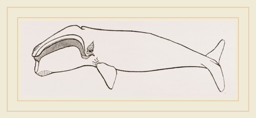 New Zealand Whale