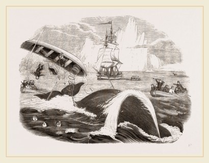 Dangers of the Whale Fishery
