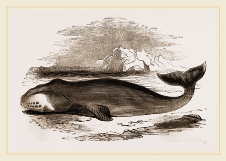 Greenland Whale
