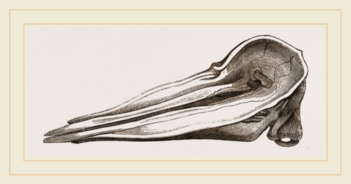 Skull of Spermaceti Whale seen from above