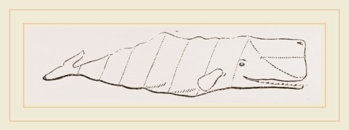 Spermaceti Whale