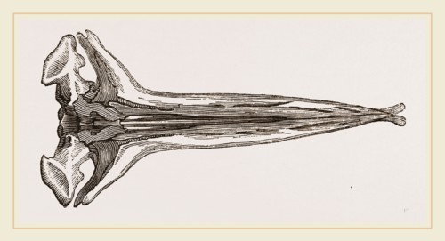 Skull of Greenland Whale under view lower jaw removed