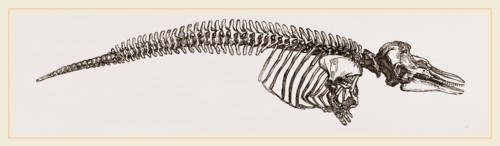 Skeleton of Porpoise
