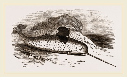 Narwhal