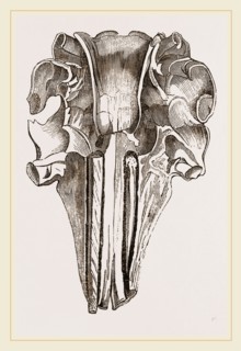 Skull and Tooth of Narwhal