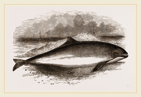 Common Porpoise
