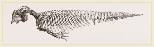 Skeleton of Dugong