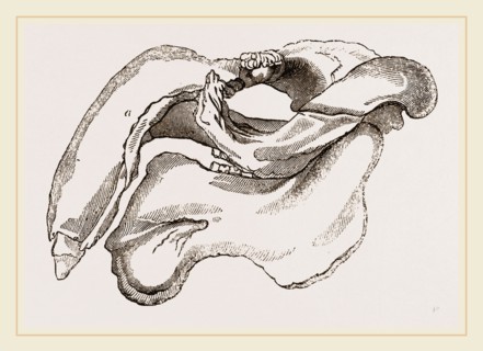 Skull of Dugong