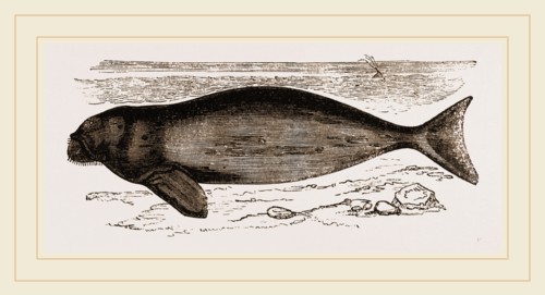 Dugong
