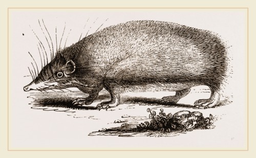 Spiny Tenrec