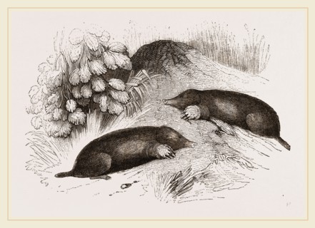 Common Moles