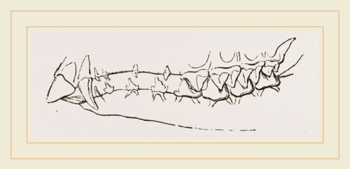 Teeth of Star nosed Mole