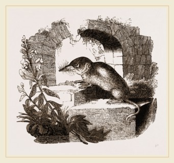Common Shrew