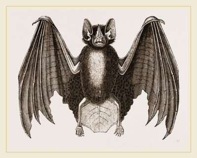 Crenulated Javelin-Bat