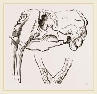 Skull and Lower Jaw of Walrus
