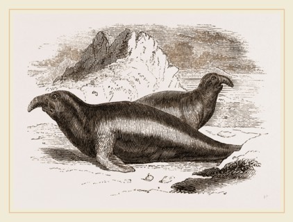 Elephant Seals, Males