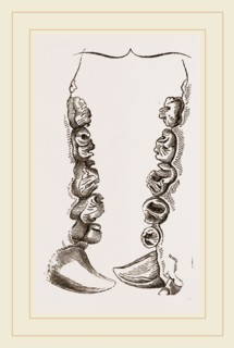 Teeth of Crested Seal