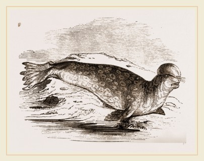 Crested Seal