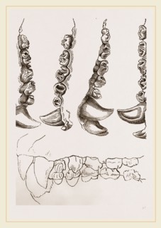 Teeth of Crested Seal