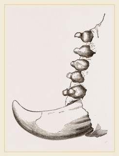Teeth of Elephant Seal